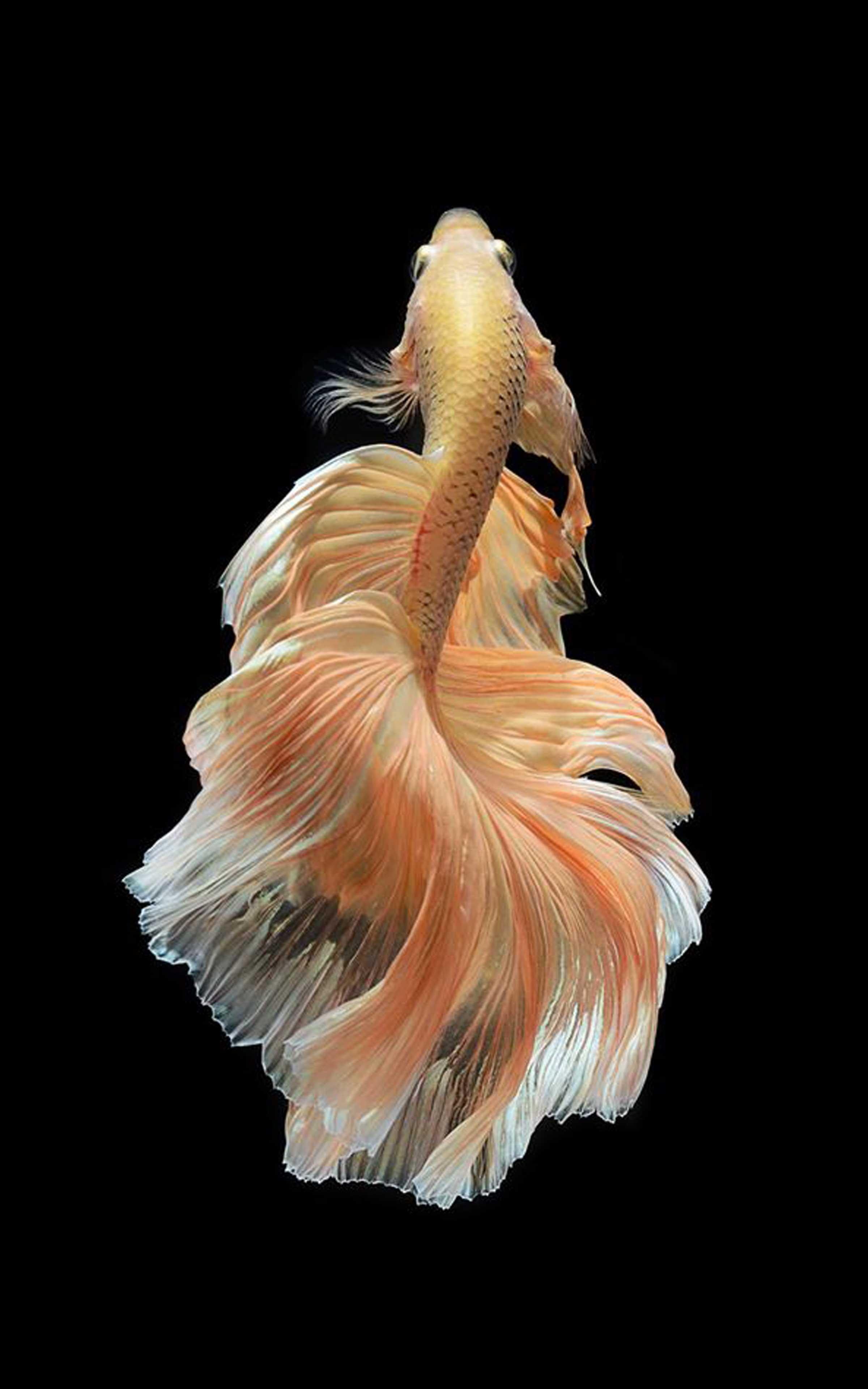 Betta Fish Wallpapers - Best Betta Fish wallpaper for Android - APK