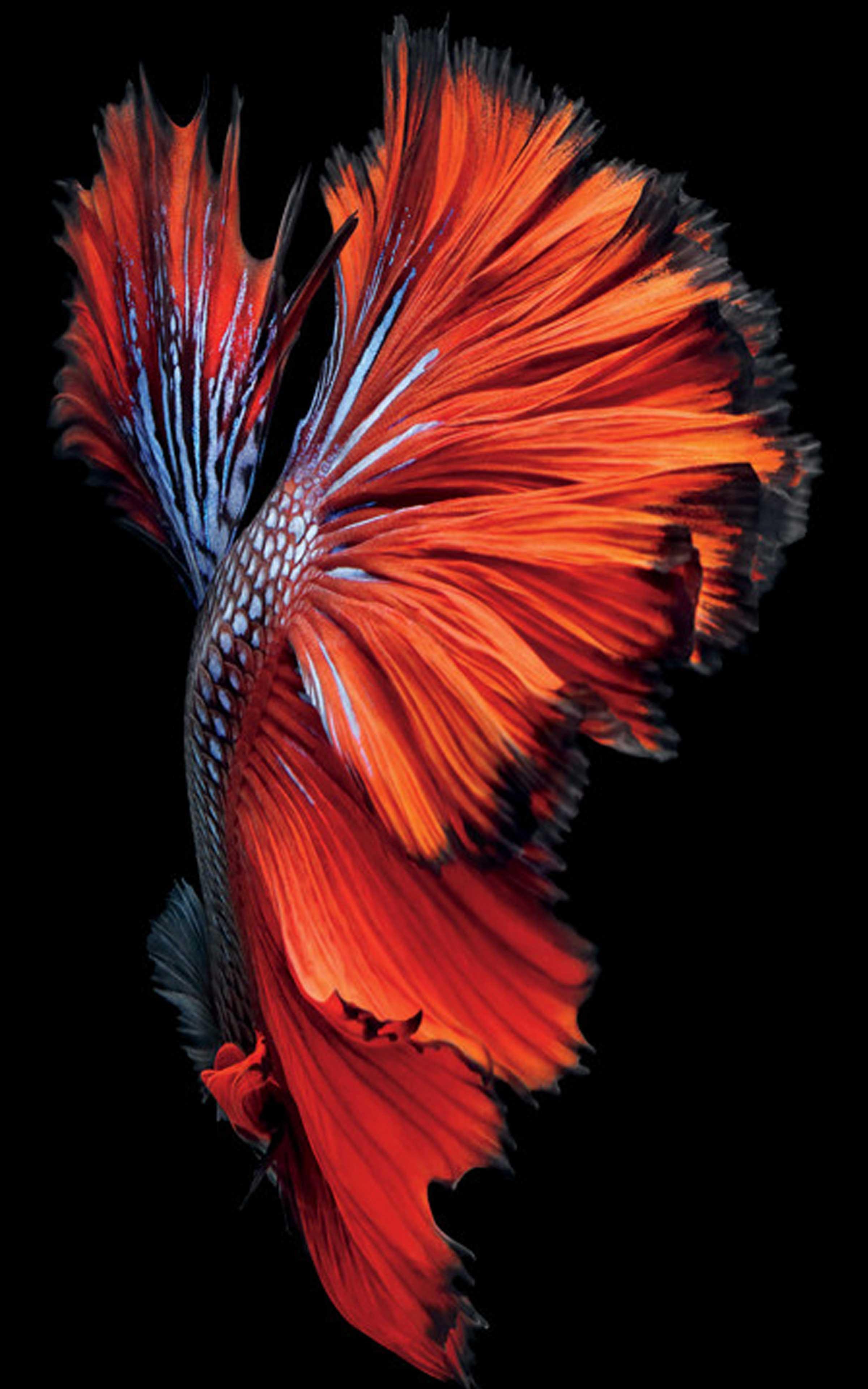 Betta Fish Wallpapers - Best Betta Fish wallpaper for Android - APK