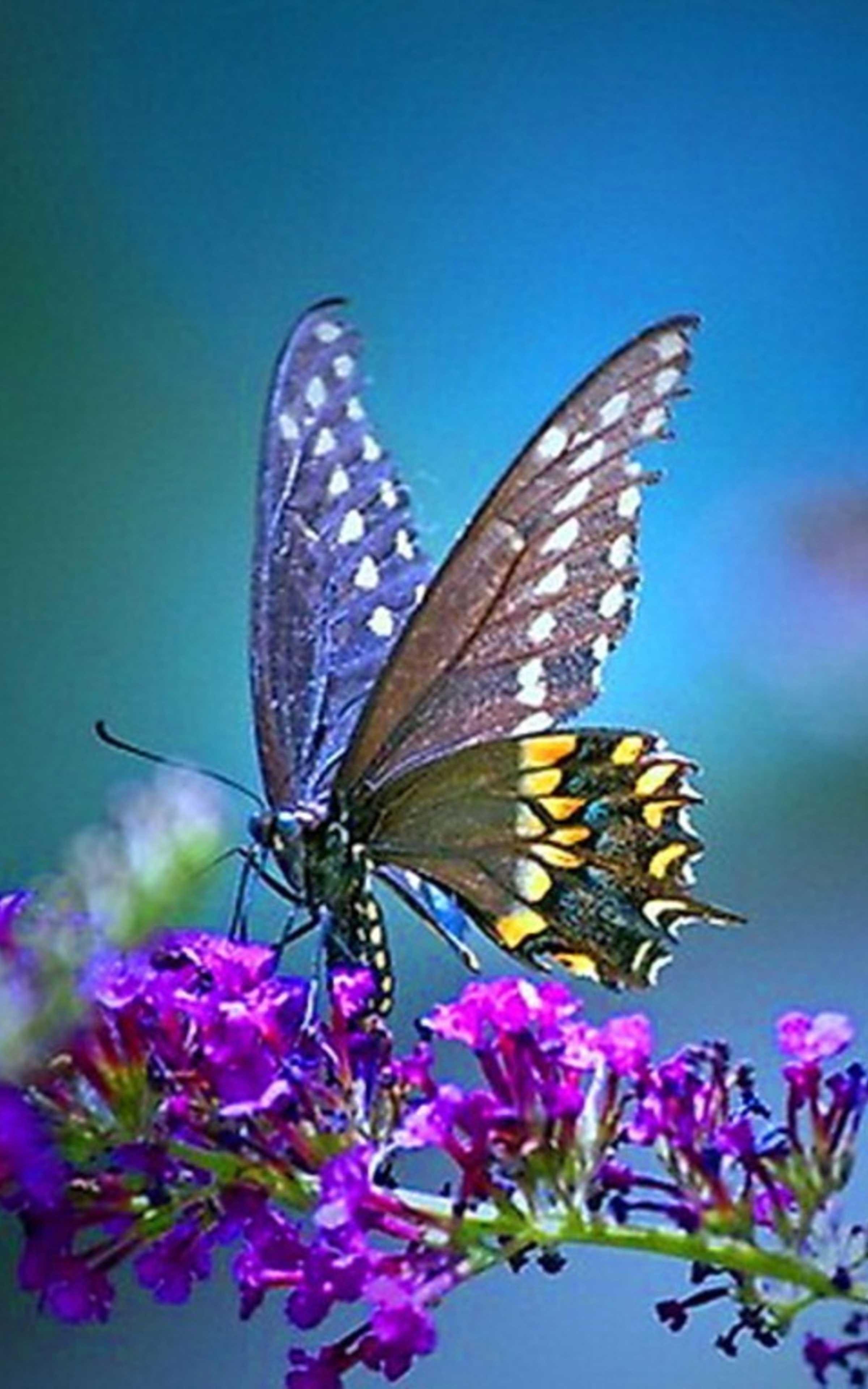 Butterfly Wallpaper HD - Cool Butterfly Wallpaper for Android - APK