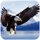 Eagle Wallpaper - Best Cool Eagle Wallpapers иконка