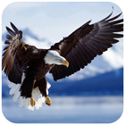 Eagle Wallpaper - Best Cool Eagle Wallpapers आइकन