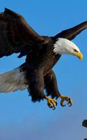 Eagle Wallpaper - Best Cool Eagle Wallpapers постер