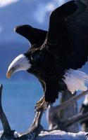 Eagle Wallpaper - Best Cool Eagle Wallpapers скриншот 1