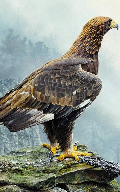Eagle Wallpaper Best Cool Eagle Wallpapers For Android Apk Download