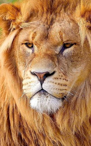 Lion Wallpaper for Mobile - Best Lion Wallpapers APK for Android Download