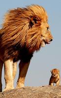 Lion Wallpaper for Mobile - Best Lion Wallpapers 截图 1