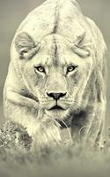 Lion Wallpaper for Mobile - Best Lion Wallpapers syot layar 2
