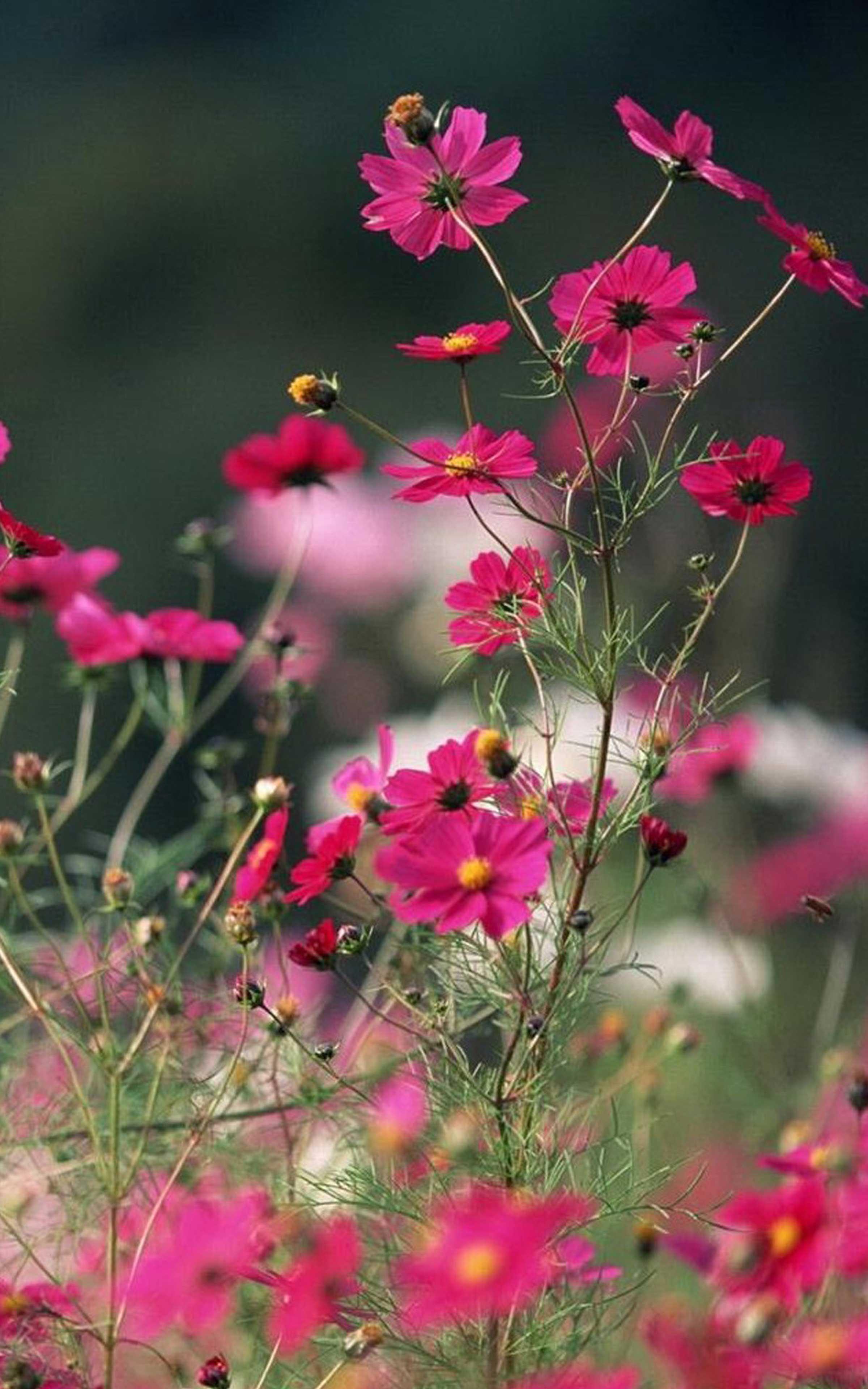 Pink Flower Wallpaper HD - Pink Flower Wallpapers for Android - APK