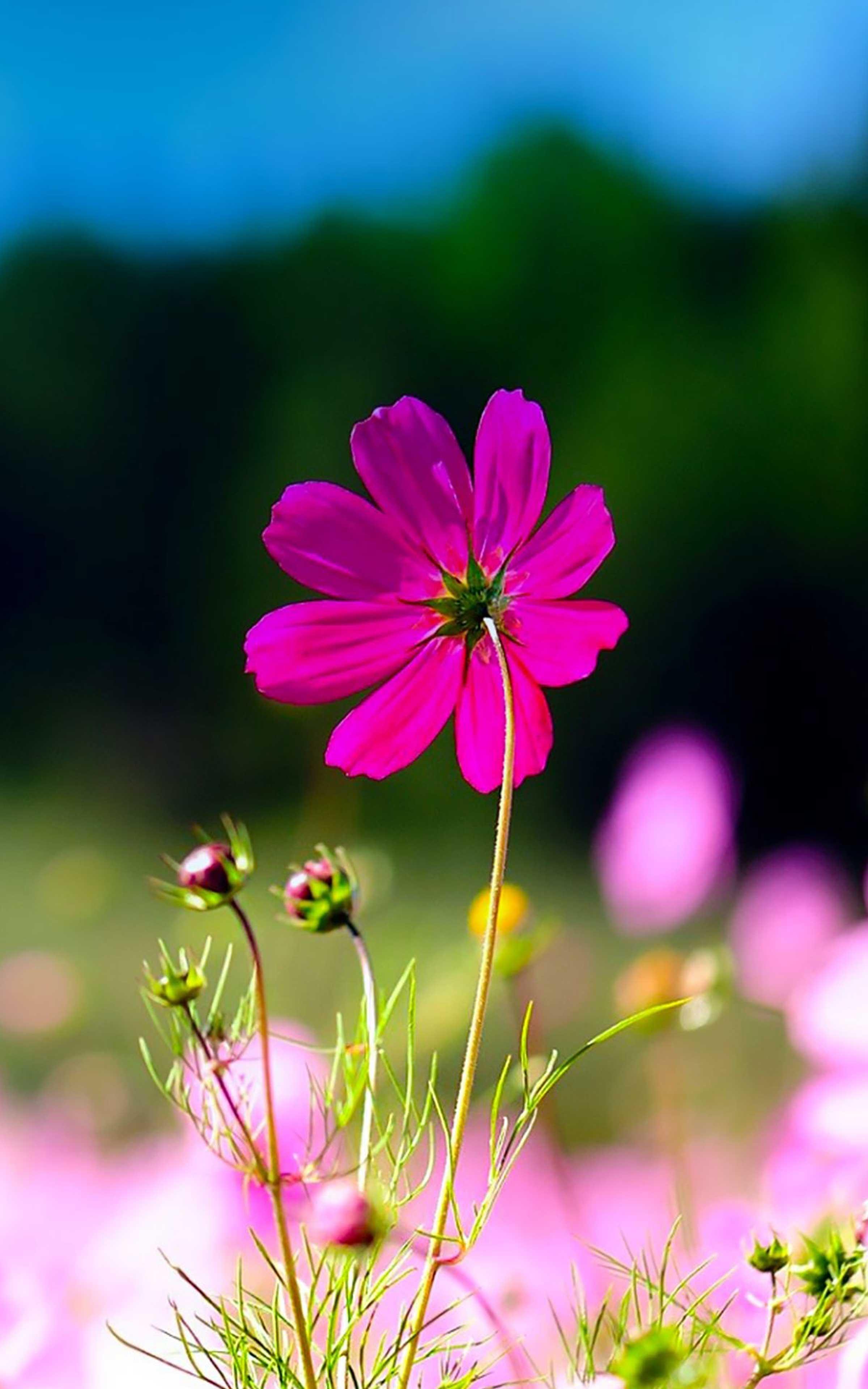 Pink Flower Wallpaper HD - Pink Flower Wallpapers for Android - APK