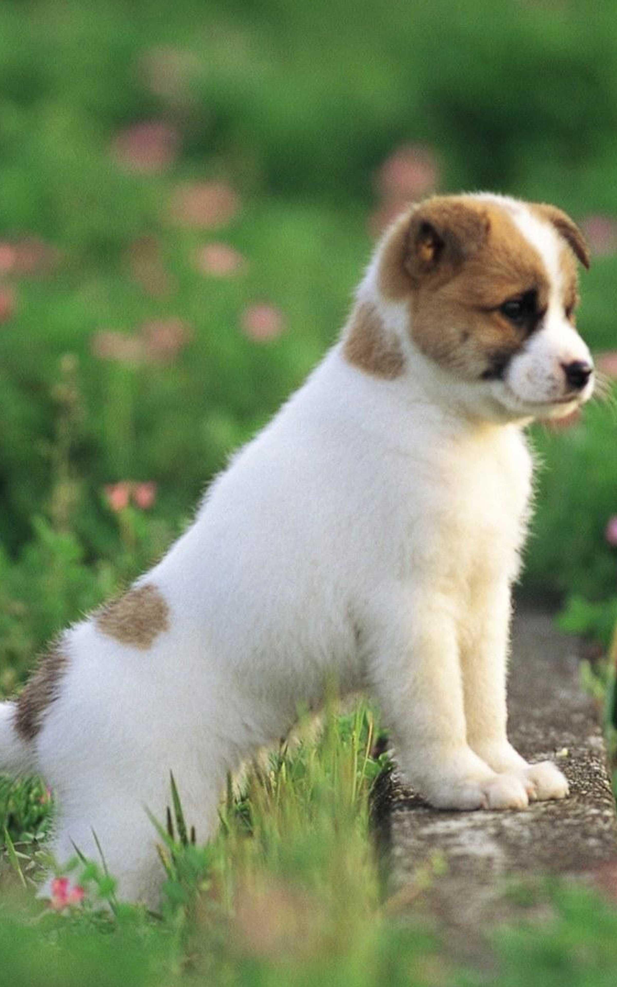 Собаки компаньоны породы собак. Джек Рассел. Про маленького щенка. Красивые щенки. Красивые собаки щенки.