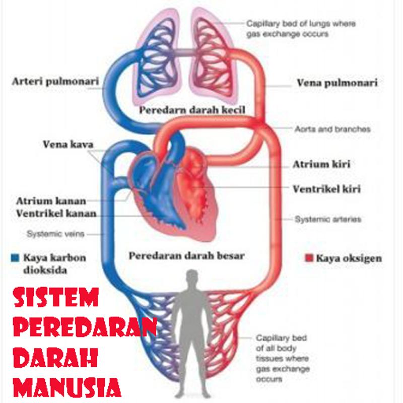 Sistem Peredaran Darah Manusia for Android APK Download