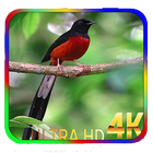 Birds Wallpapers biểu tượng