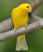 Birds Wallpapers स्क्रीनशॉट 3