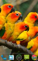 Birds Wallpapers स्क्रीनशॉट 2