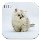 Cute Cat HD Wallpaper ícone
