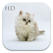 Cute Cat HD Wallpaper icon