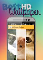Cute Cat HD Wallpaper poster