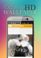 Cute Cat HD Wallpaper screenshot 2