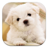Dog Wallpaper أيقونة