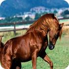 Horse Stallion HD pictures icône