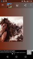 Horse Stallion HD pictures Affiche