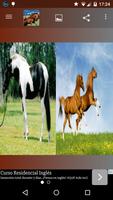 Horse Stallion HD pictures 스크린샷 2