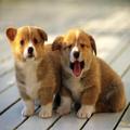 Dogs Wallpapers