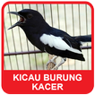 ”Kacer Bird Sounds