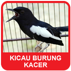 Kacer Bird Sounds أيقونة