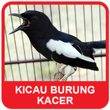 Kacer Bird Sounds biểu tượng