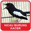 Kacer Bird Sounds
