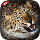 Leopard Wallpaper APK