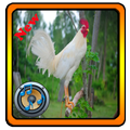 Chicken Ringtones