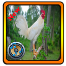 Chicken Ringtones-APK