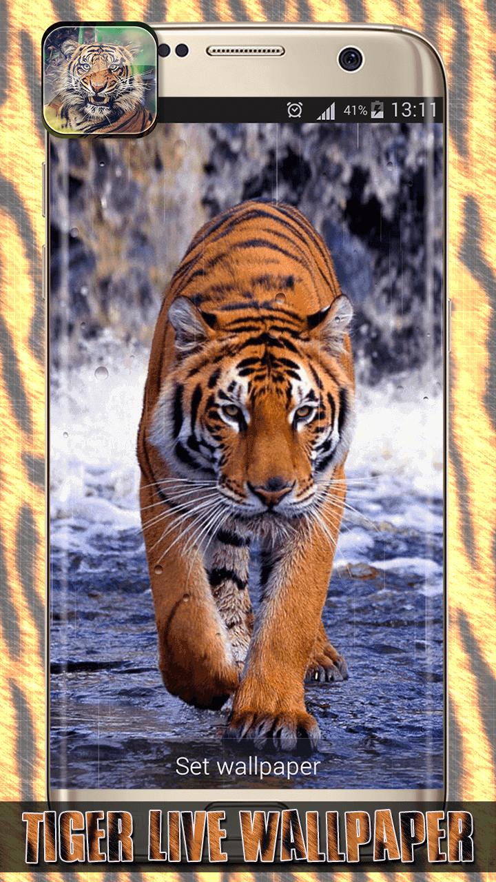 Wow 16 Wallpaper Animasi Harimau Bergerak Joen Wallpaper