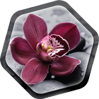 Orchid Live Wallpaper أيقونة