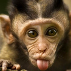 funny monkey wallpapers ไอคอน