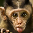 funny monkey wallpapers