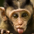 funny monkey wallpapers APK