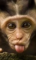 funny monkey wallpapers پوسٹر