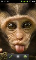 funny monkey wallpapers স্ক্রিনশট 1