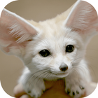 Baby Animal Wallpapers آئیکن