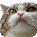 Funny Cute Cat Video