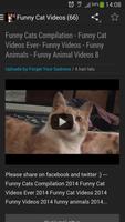 Funny Cat Videos poster