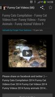 Funny Cat Videos screenshot 2