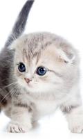 برنامه‌نما Cat Wallpapers 😻🐱 عکس از صفحه