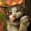 funny cat backgrounds