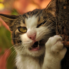 funny cat backgrounds icon