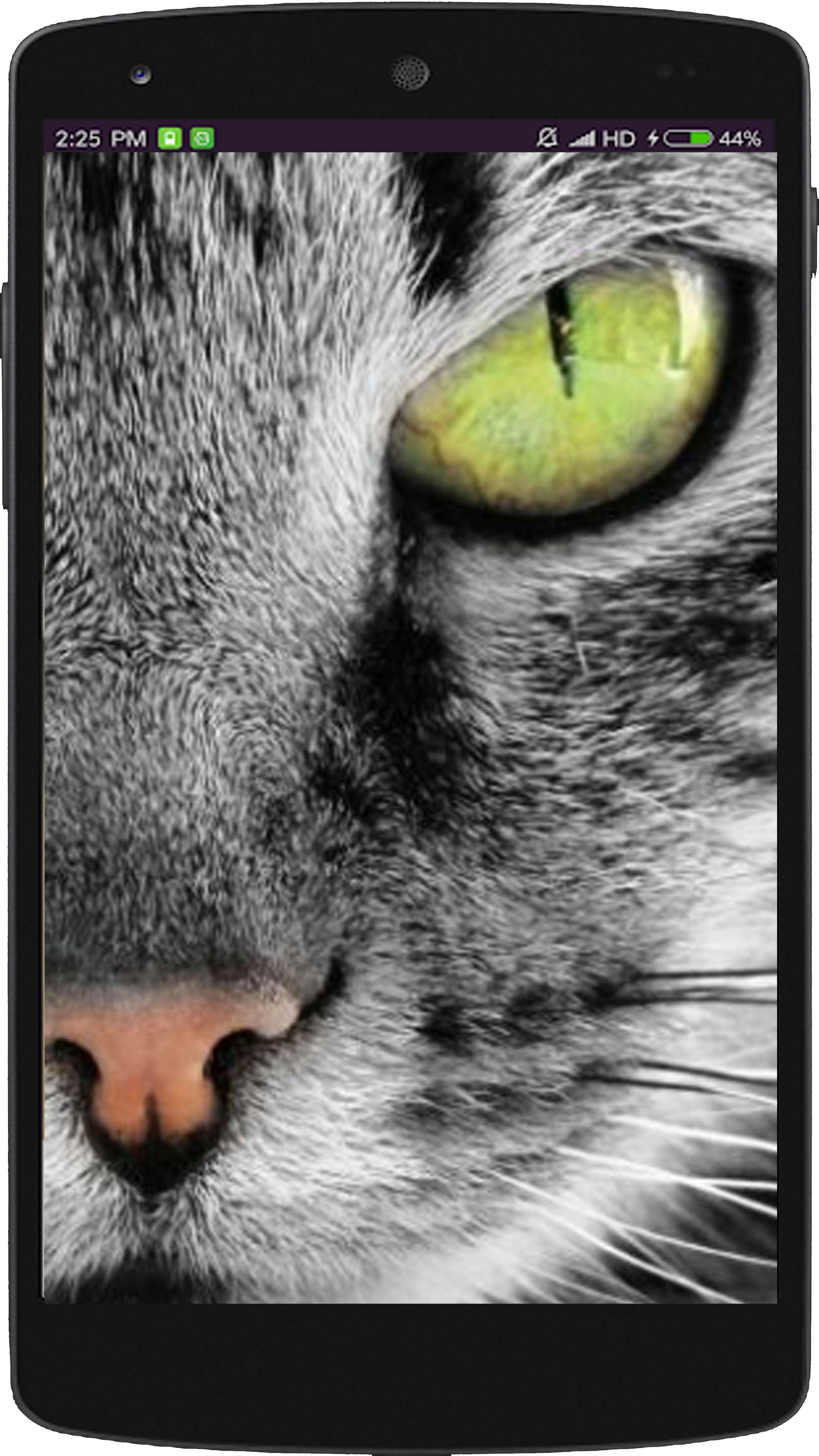 Wallpaper Kucing Lucu For Android APK Download