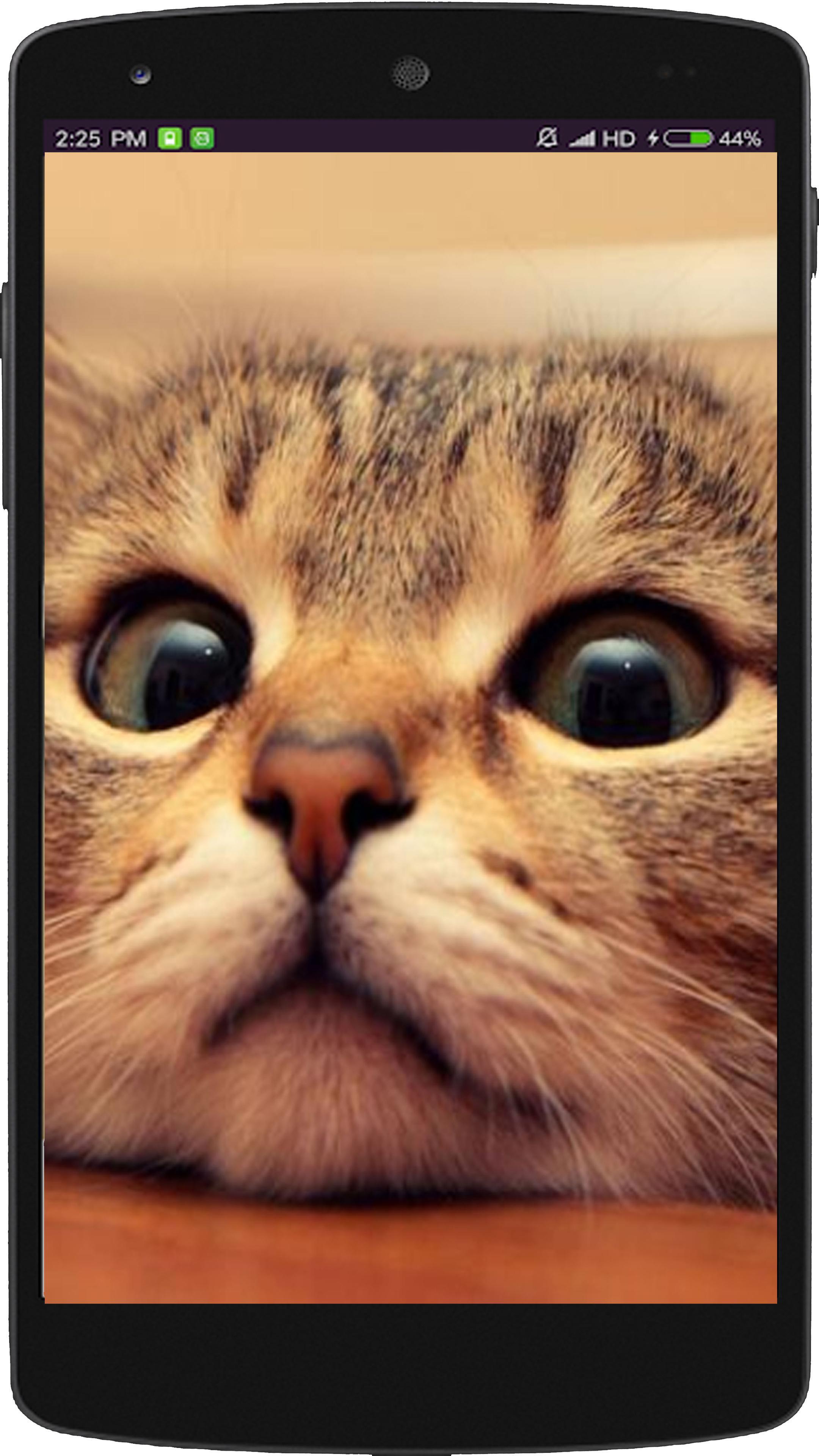 Kumpulan Hewan Hewan Lucu Unik Make Up Kucing Lucu Kumpulan Hewan Hewan Lucu Unik Make Up Kucing Lucu